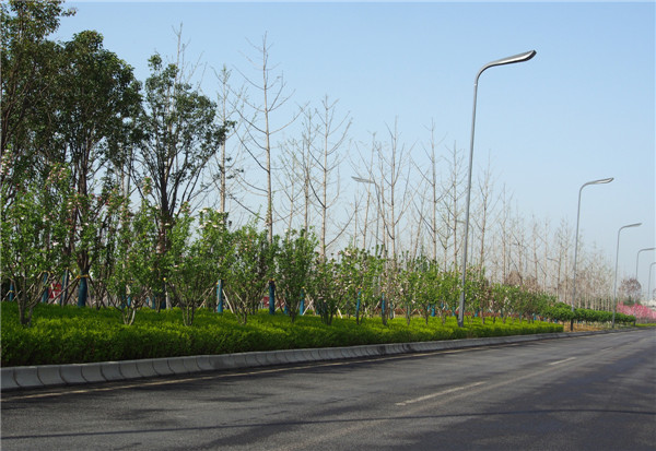 西安道路綠化公司